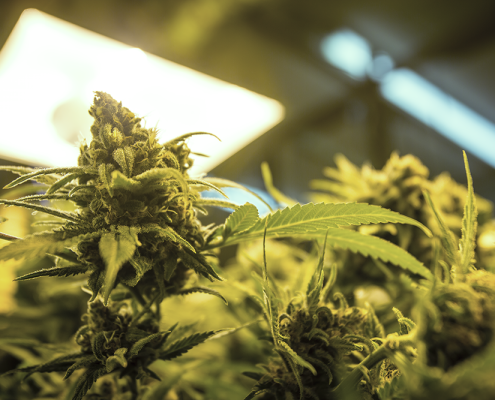 Green Pharm Cannabis plant