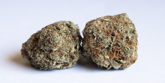 some of our marijuana at our shop in Colorado Springs